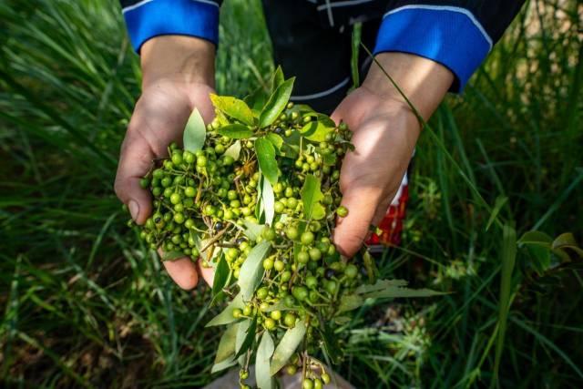山野“小辛香”如何迈向“大市场”AG真人