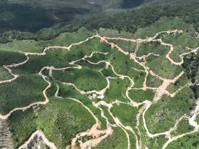 山野“小辛香”如何迈向“大市场”AG真人一颗山苍子的新生：粤北(图5)